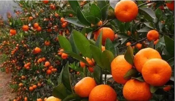 内蒙腐植酸生产产品是土壤植物的改良剂